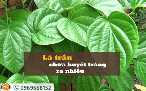 meo-chua-huyet-trang-von-cuc-tai-nha-don-gian
