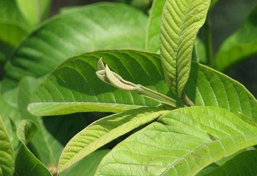 chua-viem-nhiem-phu-khoa-la-oi