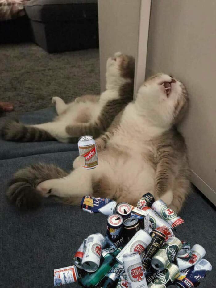 mèo say rượu