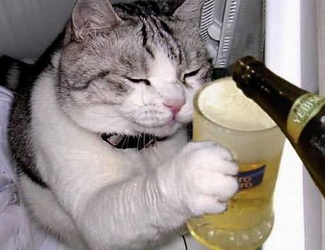 hình ảnh mèo say rượu